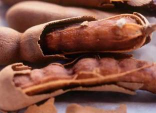 hybrid sweet tetul Tamarind Plant