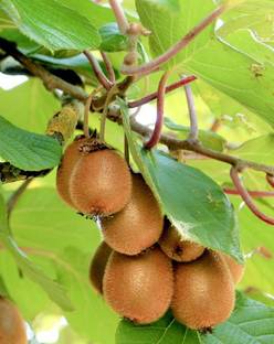 S SIKDER STORE Kiwi Plant