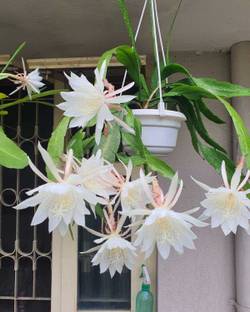 Sisa Brahma Kamal Plant