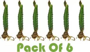 Cloud Farm Dragon Tree