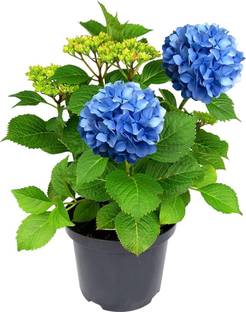 Dishita Go Green Hydrangea Plant
