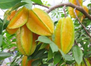 GreenyOn Terminalia/Arjuna Plant