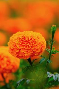 AloGardening Marigold Plant