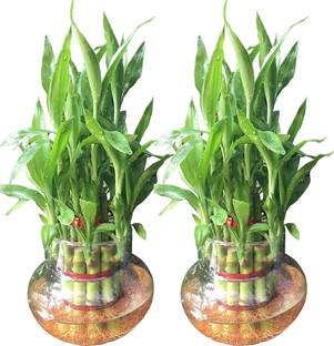 NiMoj Two Layer Bamboo Plant, Lucky Bamboo Straight Stick, Dracaena Plant