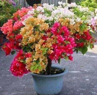 nill Baugainvillea Plant