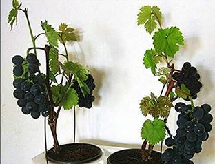 dream shop now Grape Plant