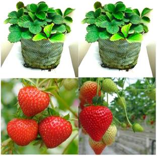 Green view Strawberry Plant