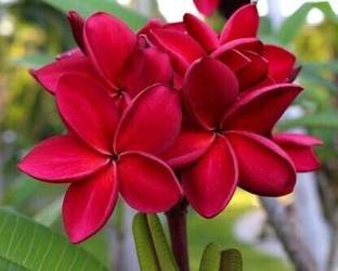 Platone Plumeria Plant