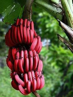 Mohomaya Banana Plant