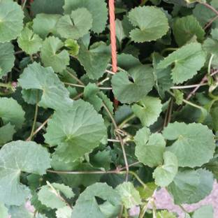 Cloud Farm Centella Plant