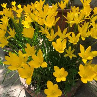 KPBHANDER Lily Plant