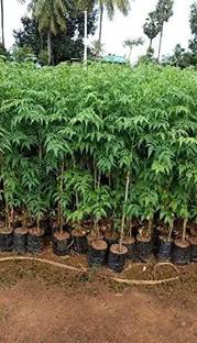 GreenLife Neem Plant