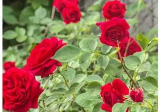 GreenyOn Rose Plant