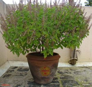 ABC Basil Plant