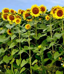 KLP Sunflower Plant