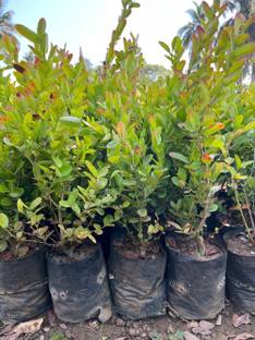Cloud Farm Karonda Plant