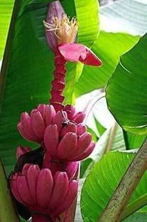 Grinian Banana Plant
