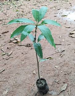 Native Earth Nursery Langra Mango Plant