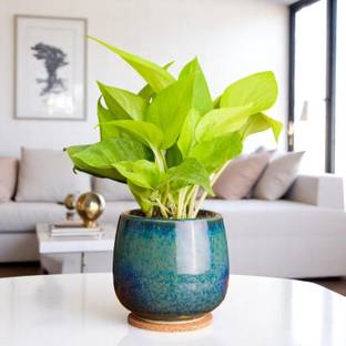 Nurturing Green Golden Money Plant