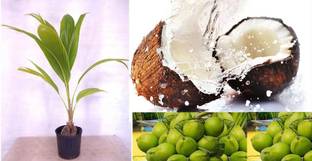 Green view Coconut Plant