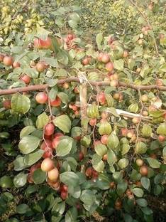 My Dream Nursery Ber Apple Plant