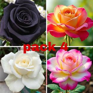 GroWgaach Rose Plant