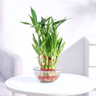 UGAOO Two Layer Bamboo Plant