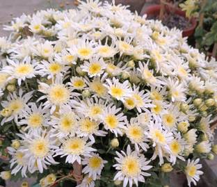 CHANDRAMALLIKA Chrysanthemum