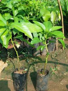 Cloud Farm Avocado Plant