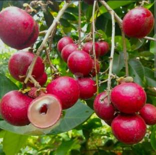 KB NURSERY Litchi Plant