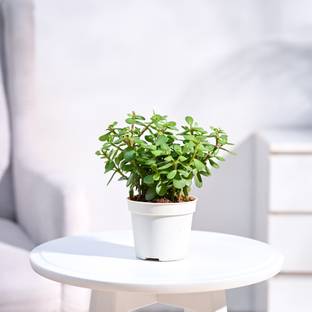 UGAOO Jade Plant