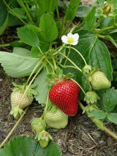 Tajplantshub Strawberry Plant