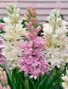 LifeShowMe Mak Dauy Plant