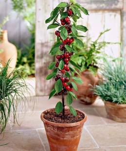 Cloud Farm Berry Plant