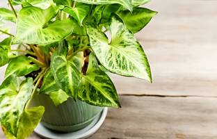 Audhav Syngonium Pixie Plant
