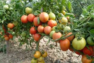 Botanical Tomato Plant