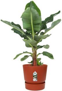 Grinian Banana Plant