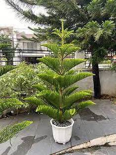 Aquinnah Christmas Tree Plant