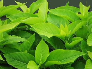 KPL PISONIA Pissionia Alba Plant