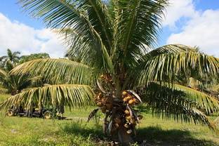 Fiji Dwarf Coconut Plant