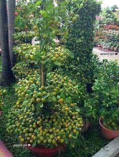 GreenLife Sweet Lemon Plant