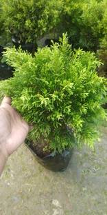 Minitree Traveller Palm Plant
