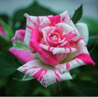 VIJAY GREENERY Rose Plant