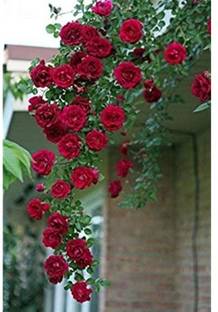 GreenyOn Rose Plant