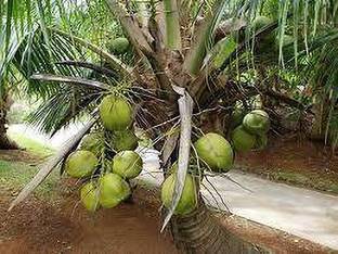 Khushi Prova Coconut Plant