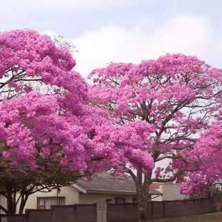 Oxygreenplant Tabebuia rosea