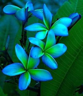 ONLINE PLANT BAZAR Plumeria Plant
