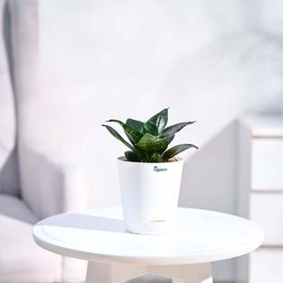 UGAOO Snake Plant