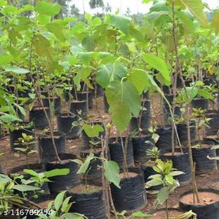 Cloud Farm Gular/Cluster Fig Plant