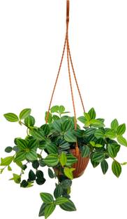 Hug A Plant Peperomia Angulata Plant